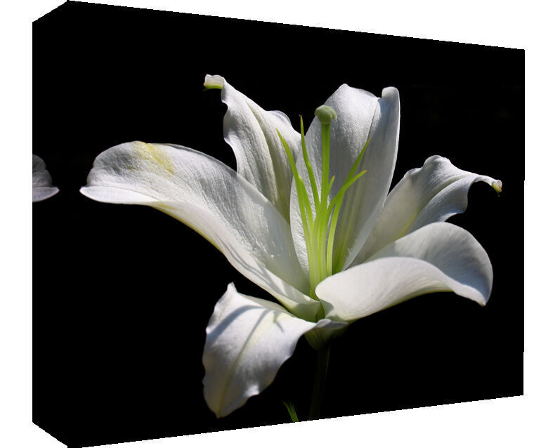 White Lily Flower - Cotton Canvas Wall Art Picture Print - ALL SIZES