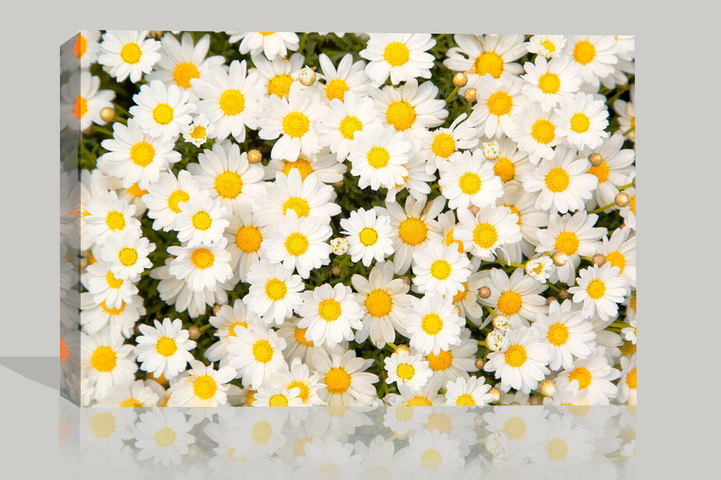 Daisy Meadow Flowers Canvas Wall Art Picture Print Artwork  - Yellow and white
