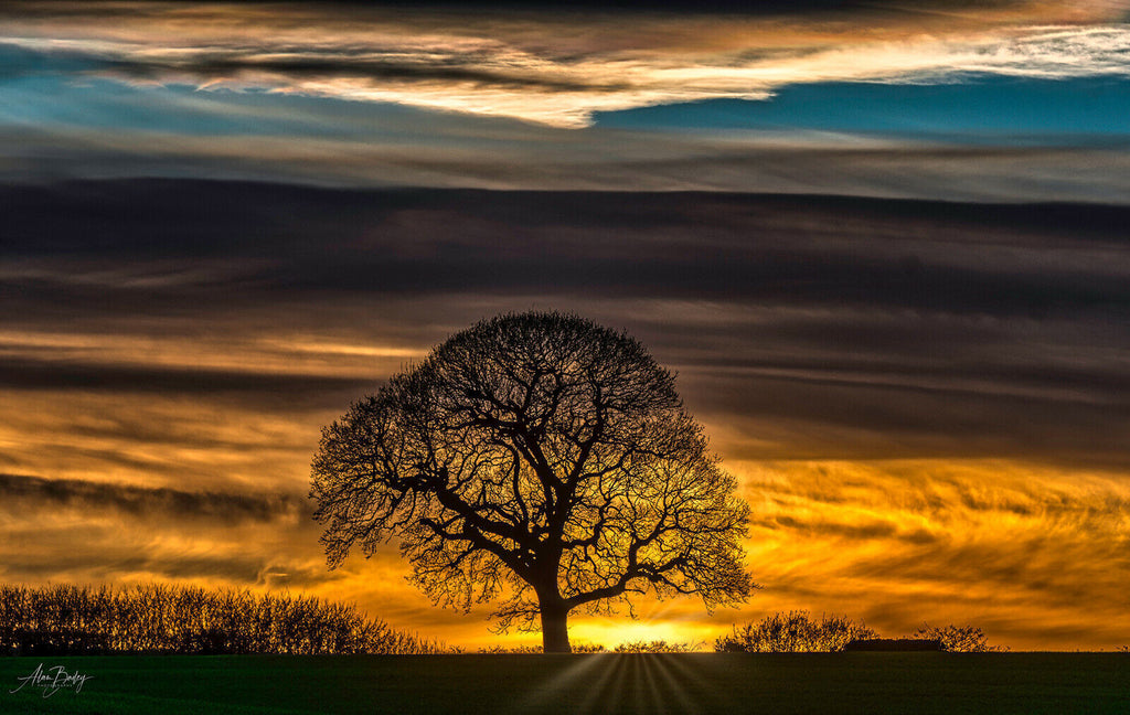 Sunset on Oak Tree on Farm Landscape Canvas Wall Art Picture Print