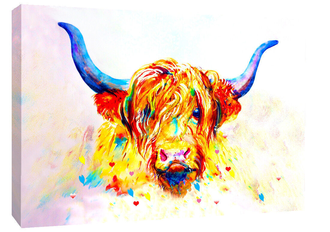Coloured Highland Cow Box Canvas wall art print picture - All sizes available