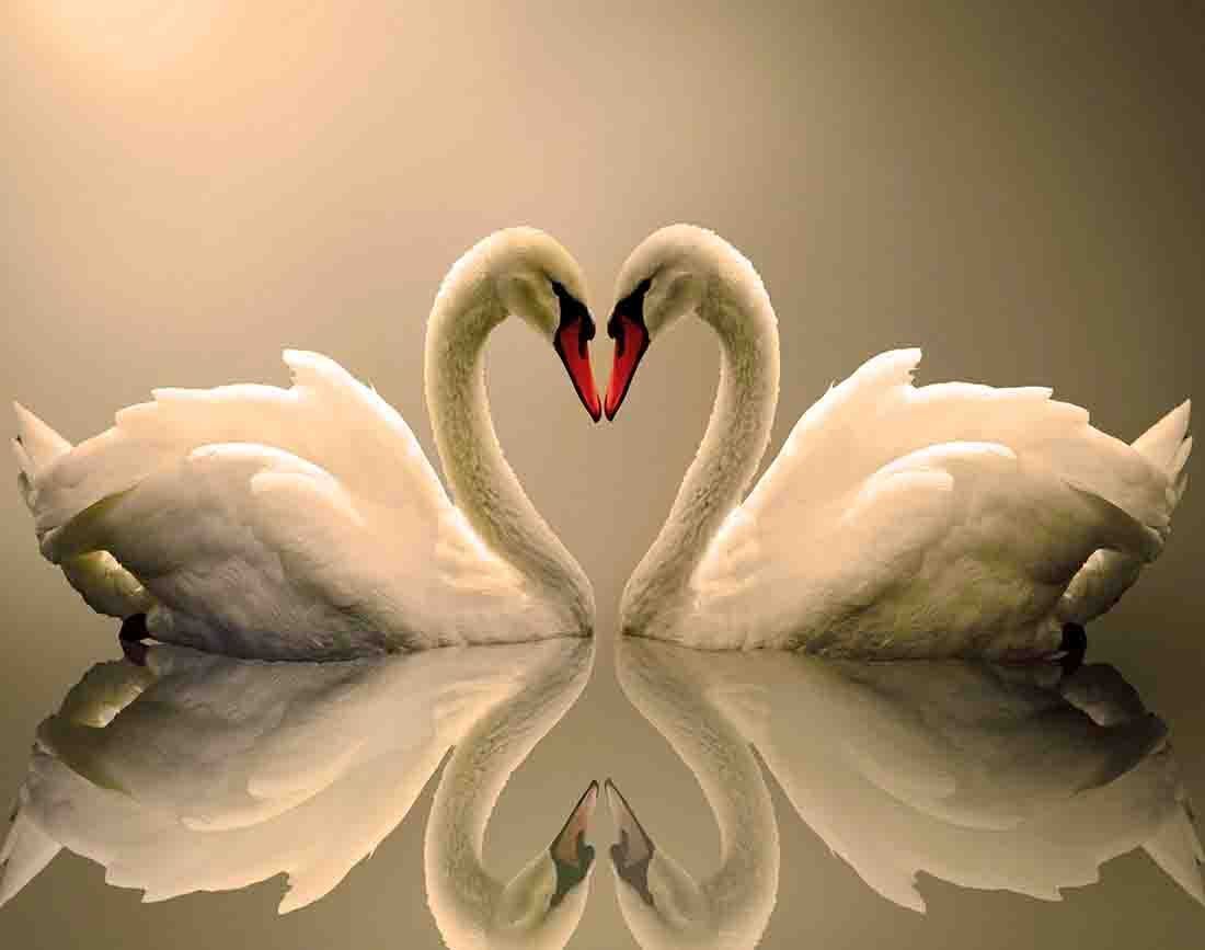 Loving Swans Animal  CANVAS WALL ART Picture Print