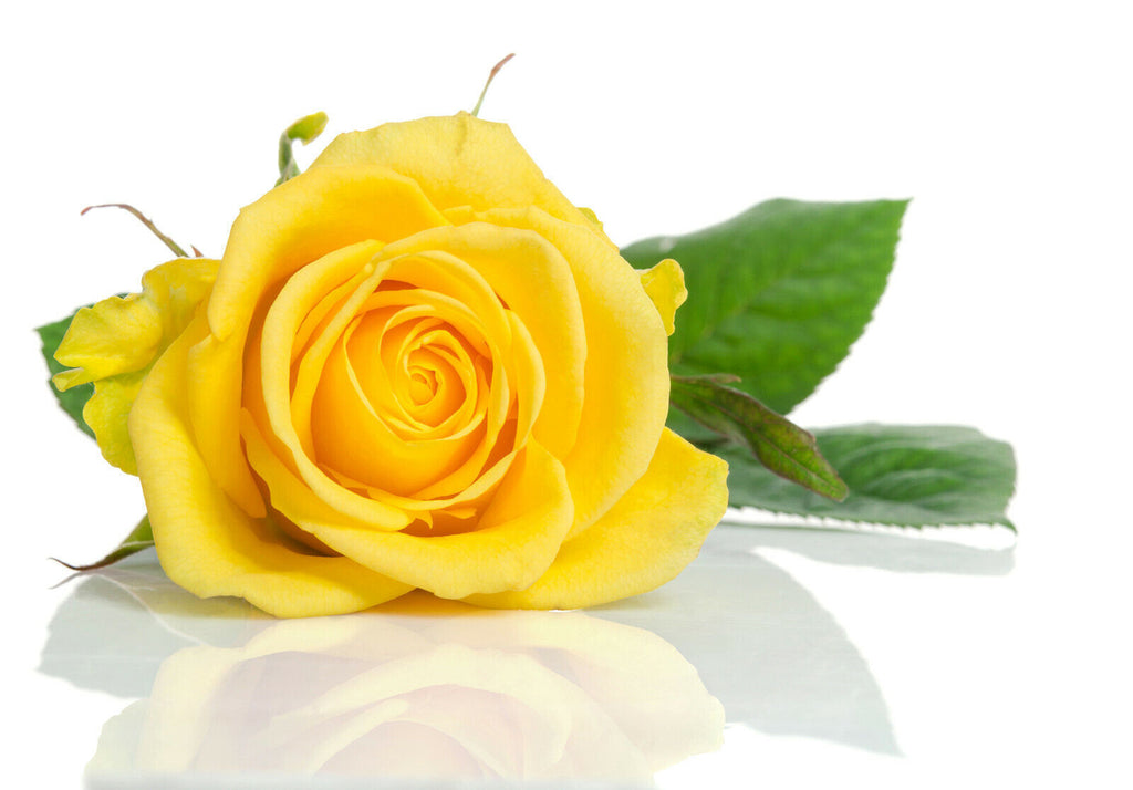 Single Yellow Rose Flower Canvas Wall Art Picture Print