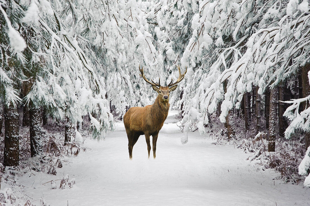 Deer in Snow Forest Winter Landscape Canvas Wall Art Animal Picture Print