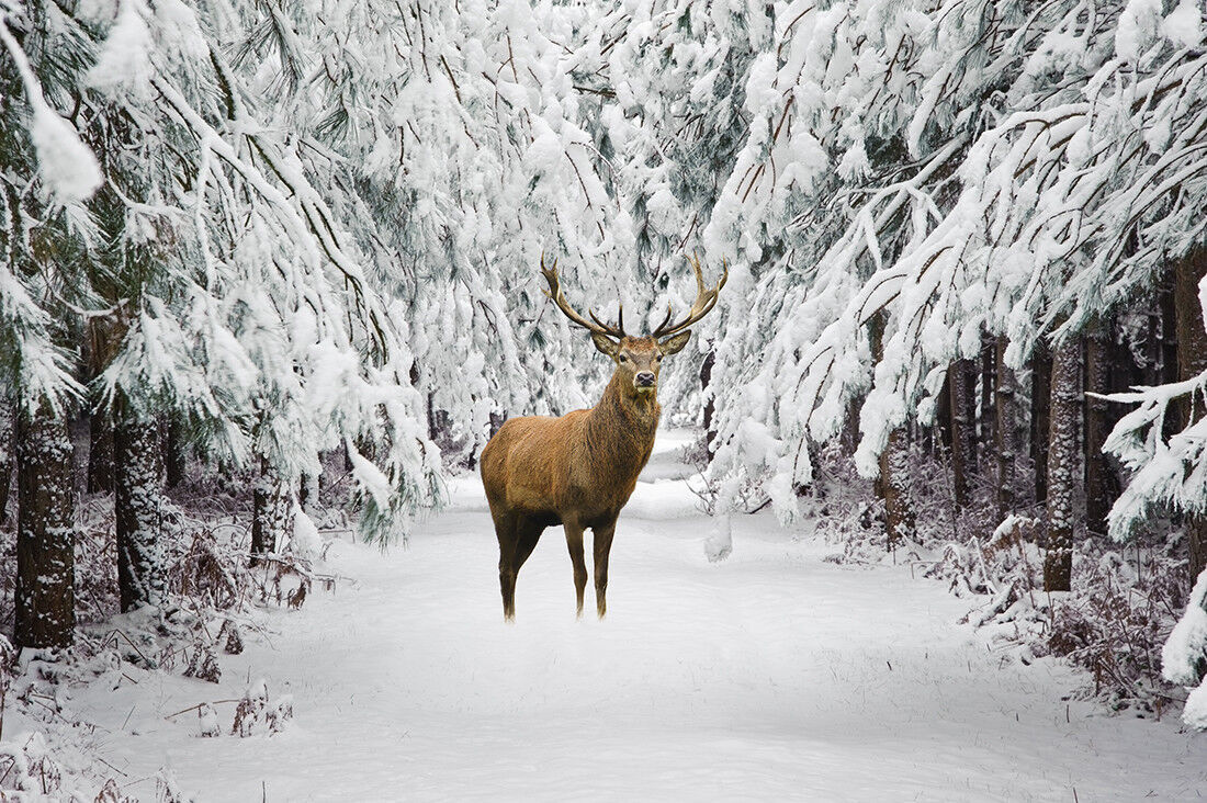 Deer in Snow Forest Winter Landscape Canvas Wall Art Animal Picture Print