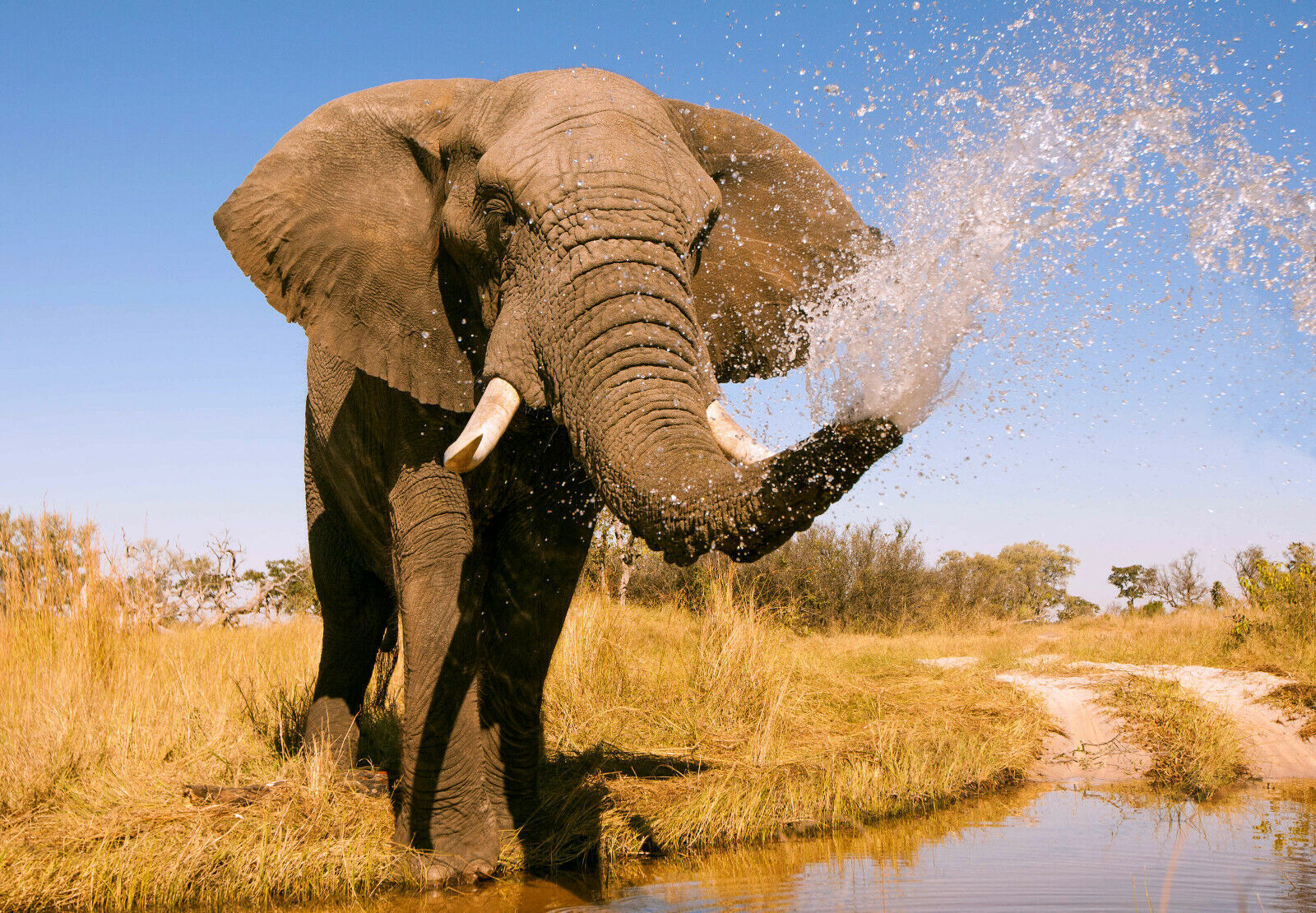 Elephant in Safari Splashing in Water Canvas Wall Art Picture Print