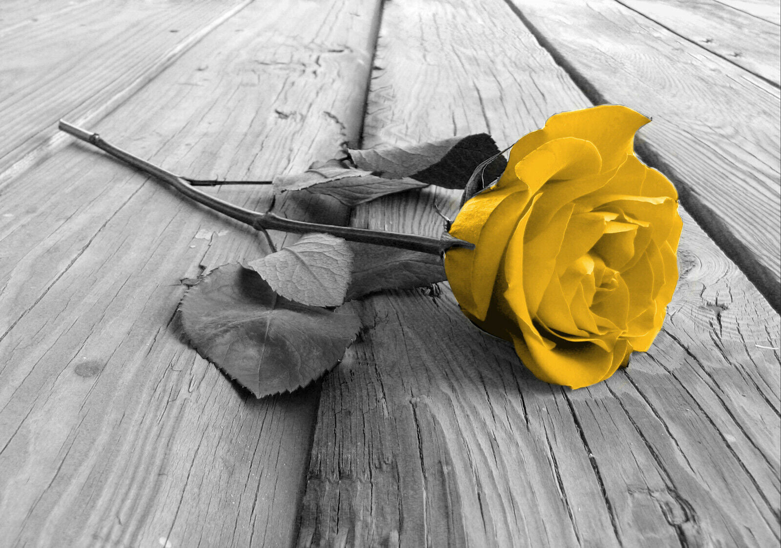 Large Mustard Yellow Grey Rose Flower Canvas Wall Art Picture Print