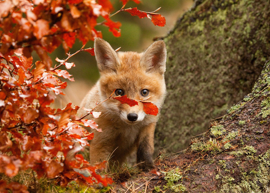 Cute Baby Fox in Autumn Canvas wall art print picture