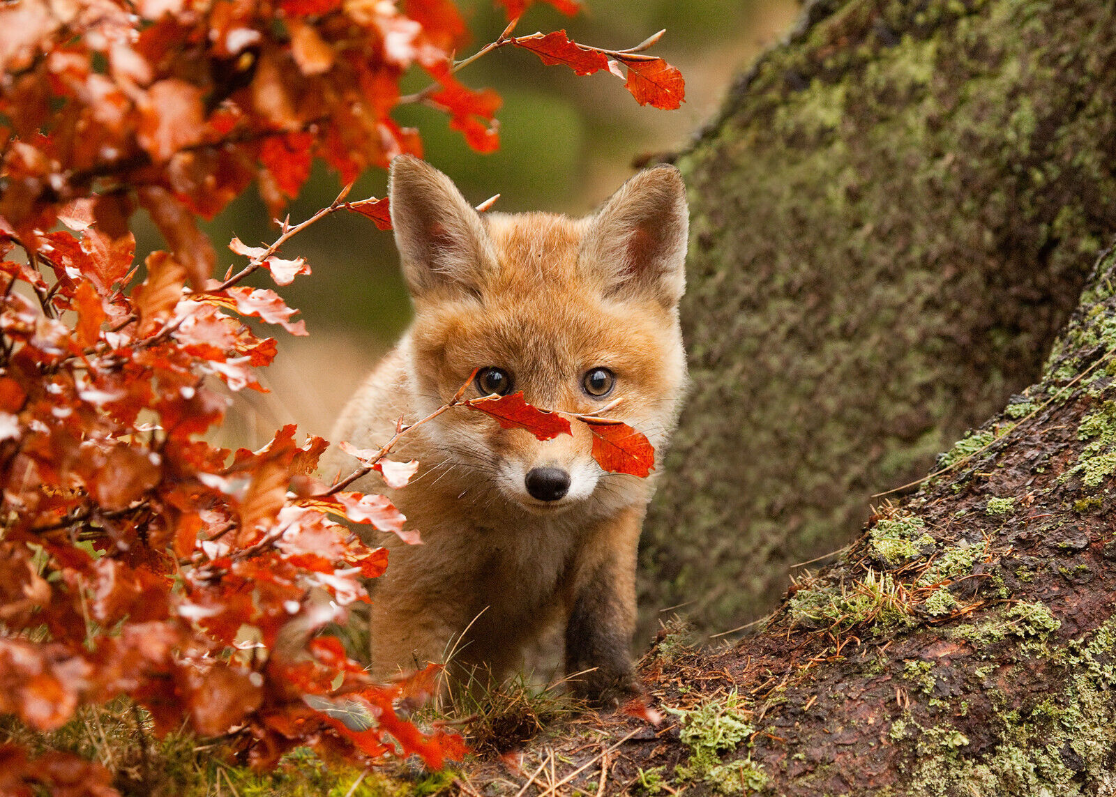 Cute Baby Fox in Autumn Canvas wall art print picture