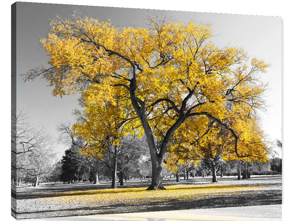 Large Yellow Leaves Black White Tree Nature Canvas Wall Art Picture Print