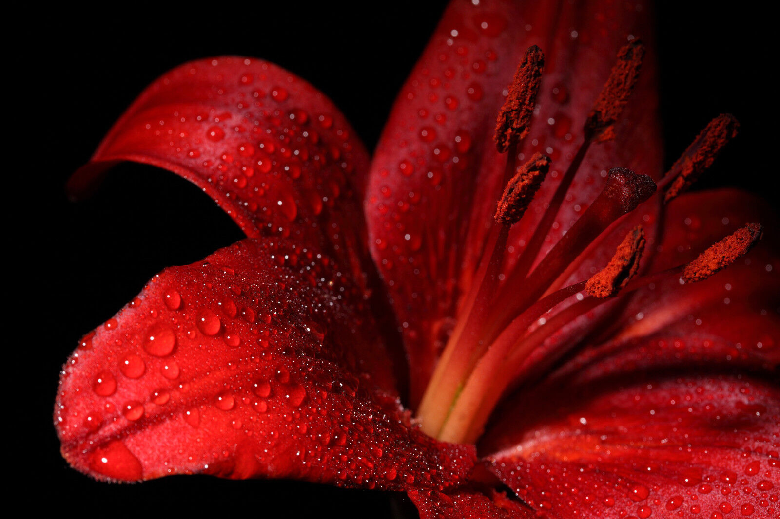 Red Lily Flower Floral Canvas Wall Art Picture Print- A1, A2 sizes