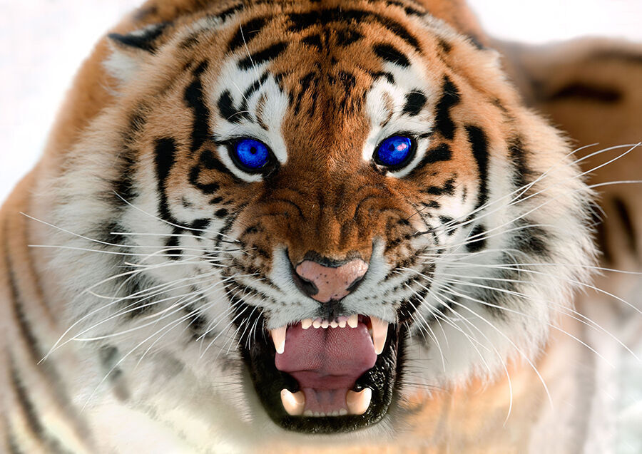 Roaring Tiger with Blue Eyes - Cotton Canvas Wall Art Picture Print- ALL SIZES