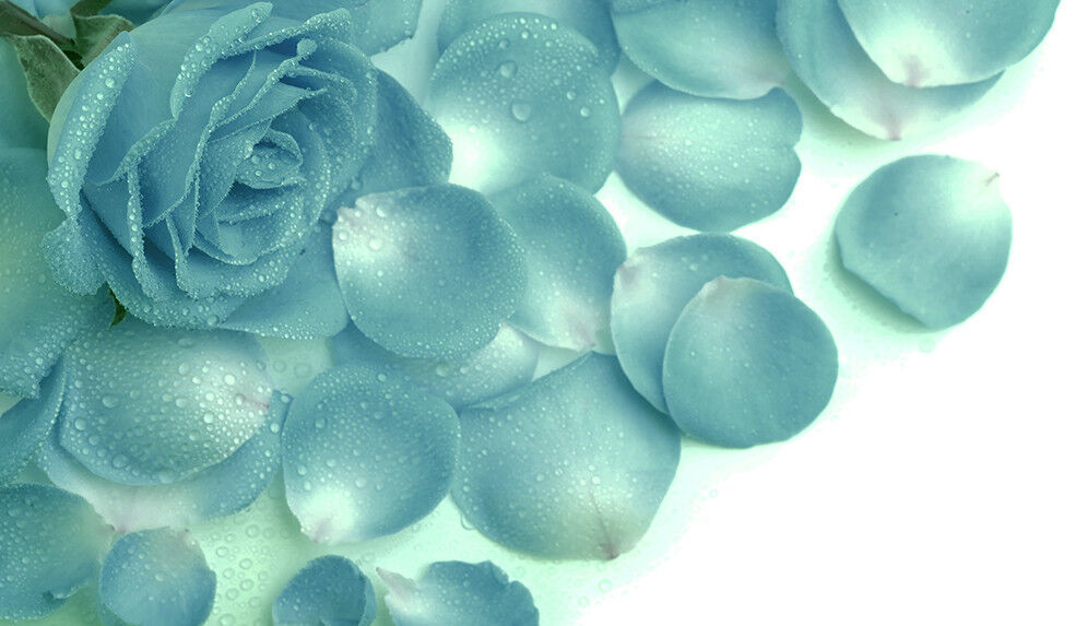 LARGE DUCK EGG BLUE ROSES & RAINDROPS CANVAS PICTURE WALL ART