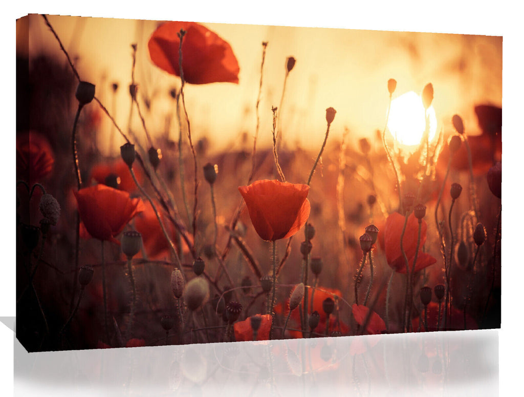 Poppy Flowers in Sunset Cotton Canvas Wall Art Picture Print - A1, A2 sizes