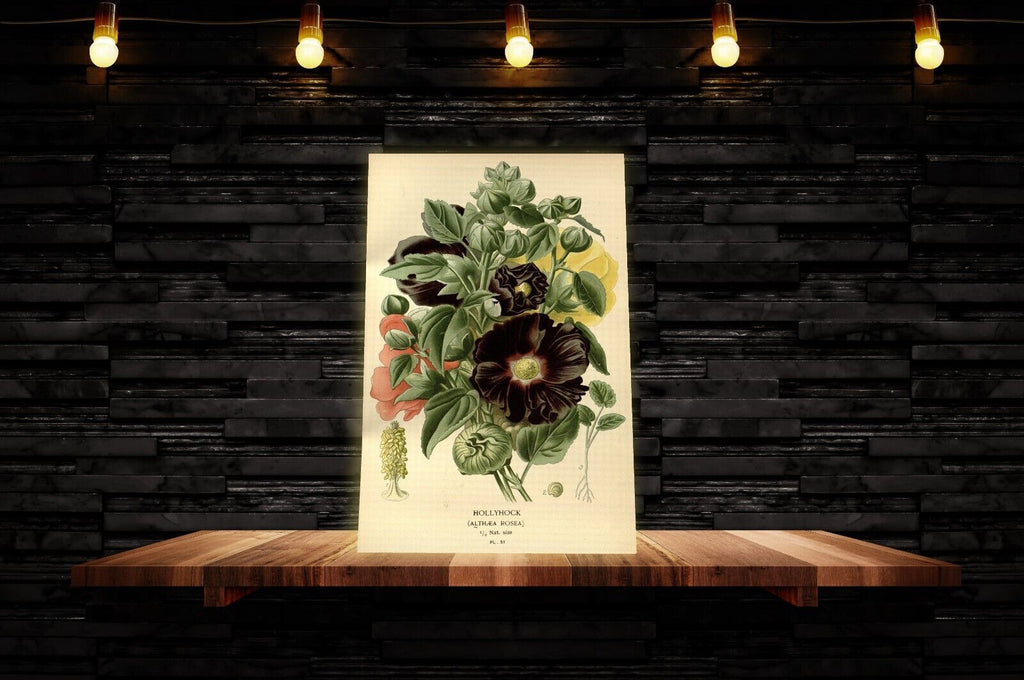 Vintage Hollyhock Floral Flowers Illustration CANVAS WALL ART Picture Print