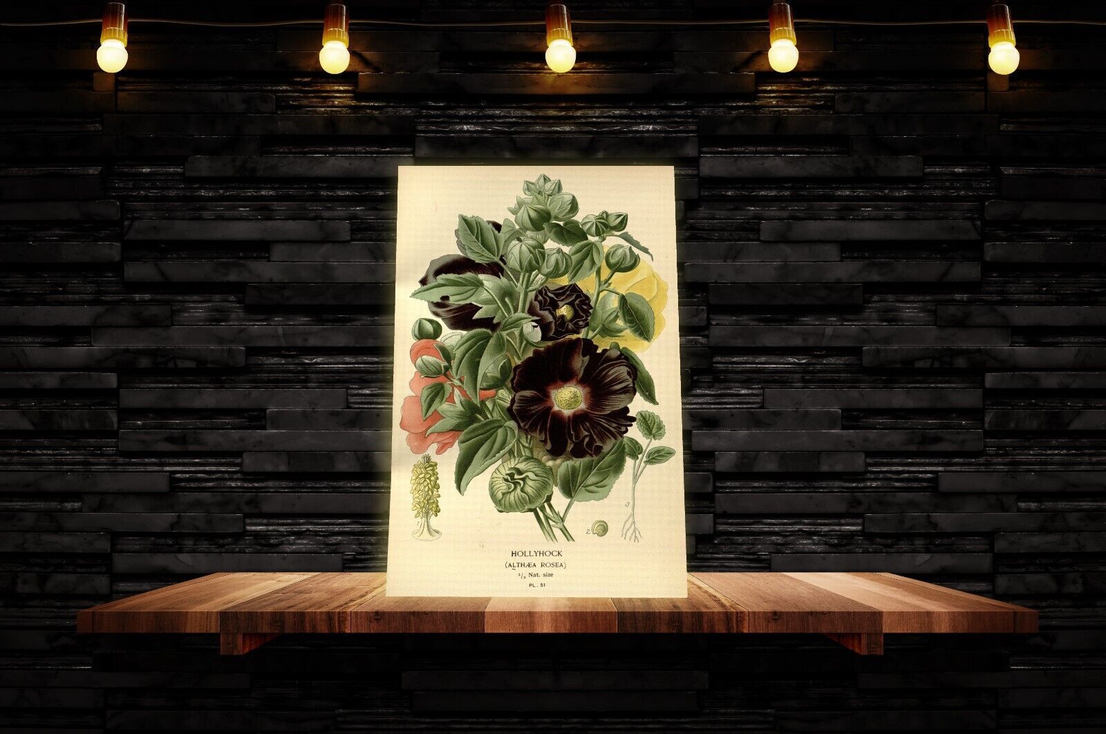 Vintage Hollyhock Floral Flowers Illustration CANVAS WALL ART Picture Print