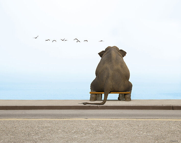Elephant Sitting on Bench - Cotton Canvas Wall Art Picture Print- ALL SIZES
