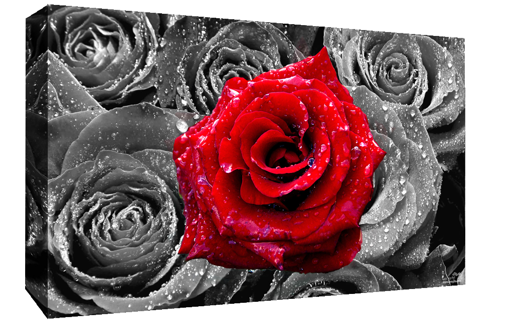 Floral Red Rose on Bed of Roses Abstract  CANVAS WALL ART Picture Print