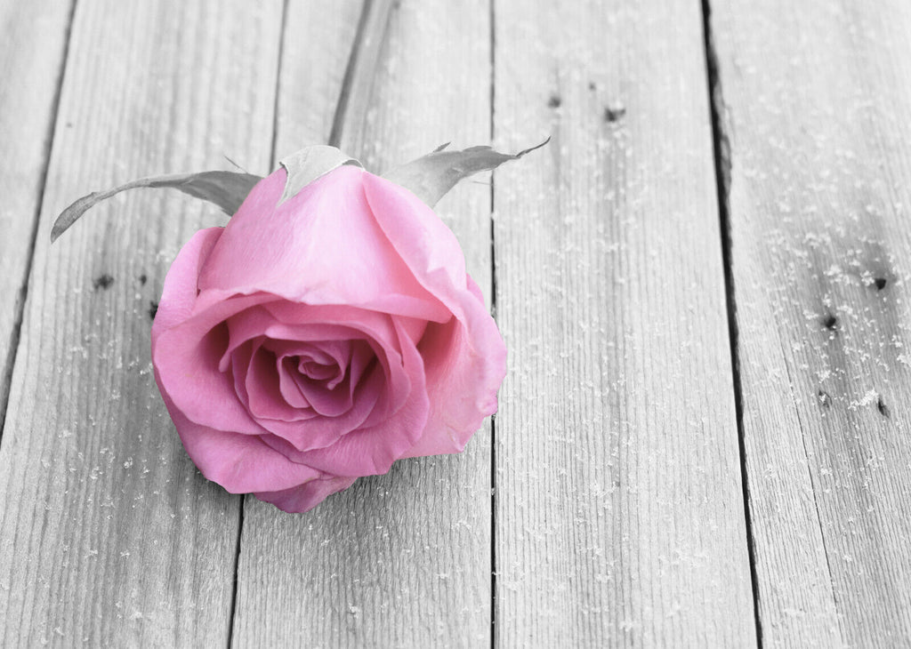 Pale pink flower rose on wood CANVAS WALL ART PRINT ARTWORK