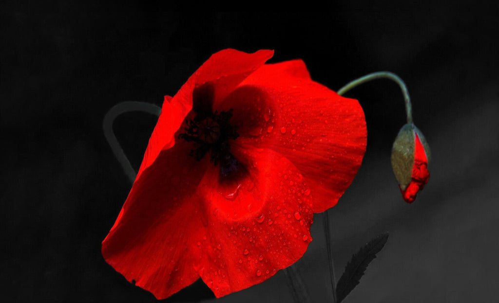 Black Red Floral Poppy Canvas Wall Art Picture Print