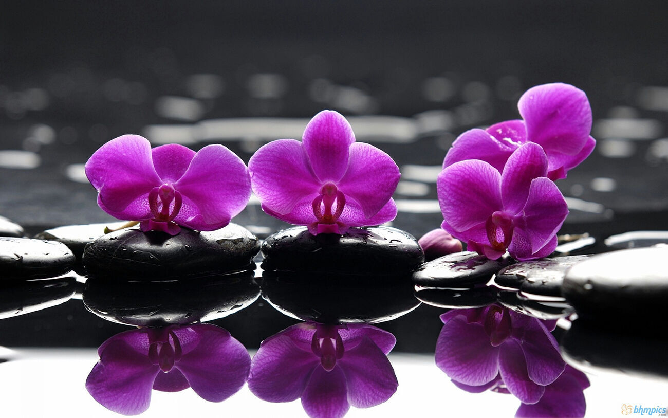 Purple flowers on black pebbles Canvas Wall Art Picture Print  - All sizes