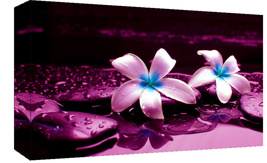 LARGE PURPLE PLUM PEBBLES IN WATER CANVAS PICTURE WALL ART