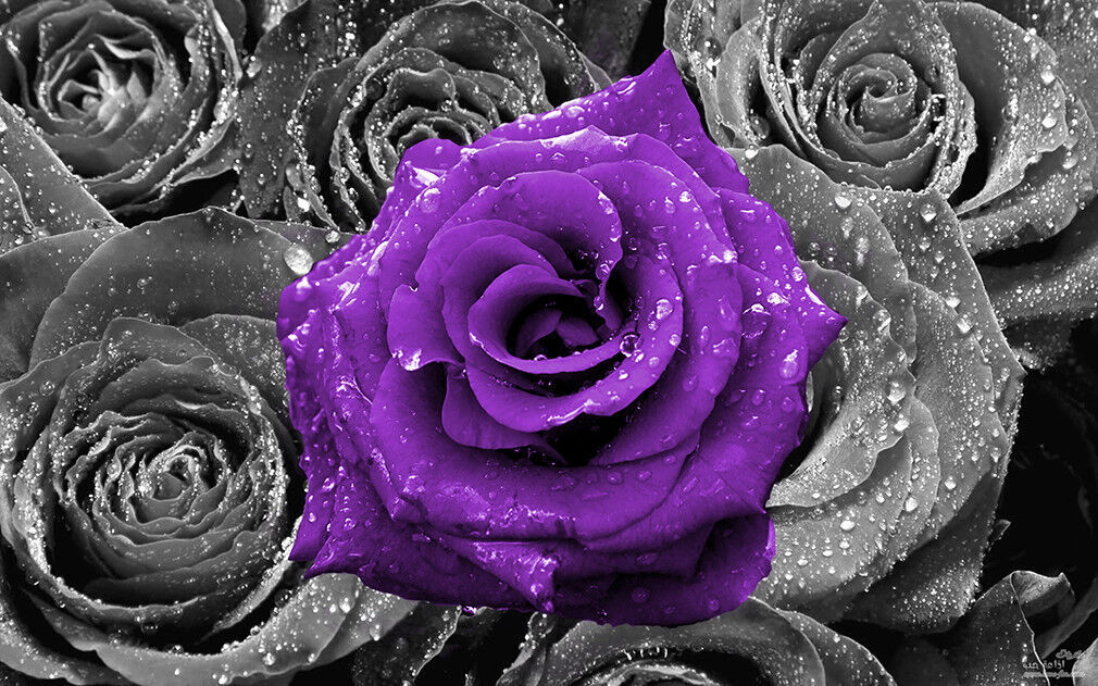 Floral Purple Rose on Bed of Roses Abstract CANVAS WALL ART Picture Print