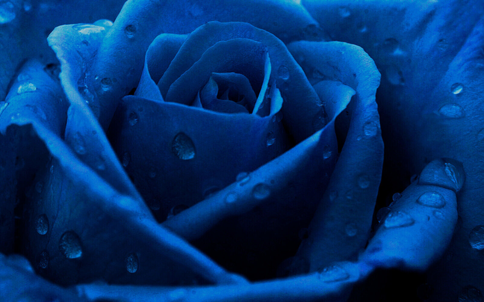 Dark Blue Rose with raindrops canvas wall art print picture artwork