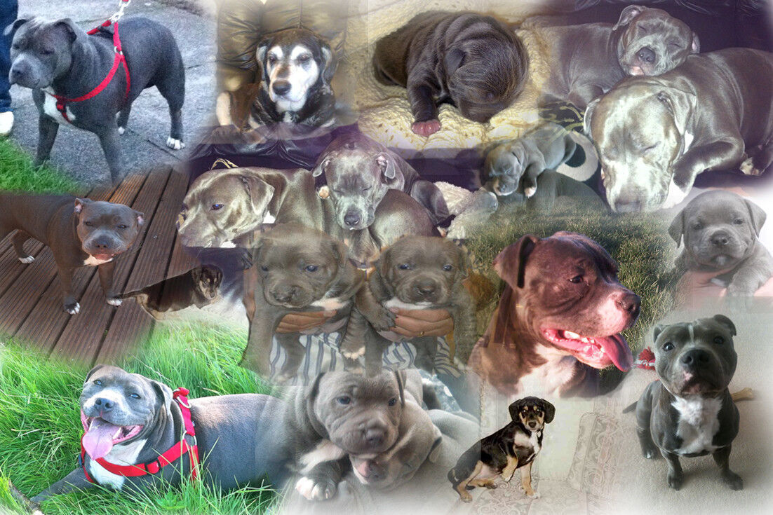 Your Personal Personalised Photos on a Collage /Montage Canvas Print 30" x 20"