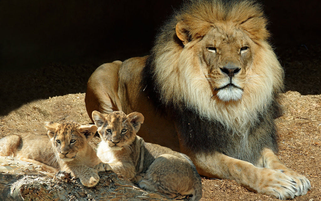 Lion and Cubs Wildlife Animal CANVAS WALL ART Picture Print, A1 A2 Various sizes