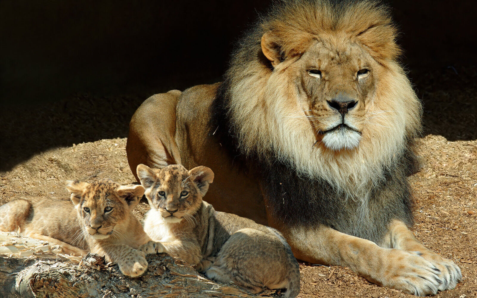 Lion and Cubs Wildlife Animal CANVAS WALL ART Picture Print, A1 A2 Various sizes
