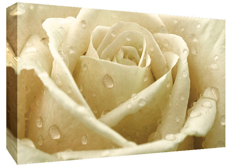 Cream Rose with Raindrops Canvas Wall Art Print 100% cotton A1, A2, A0 +