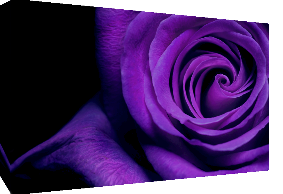 LARGE PURPLE ROSE FLOWER FLORAL CANVAS PICTURE WALL ART PRINT A1 34" X 20"