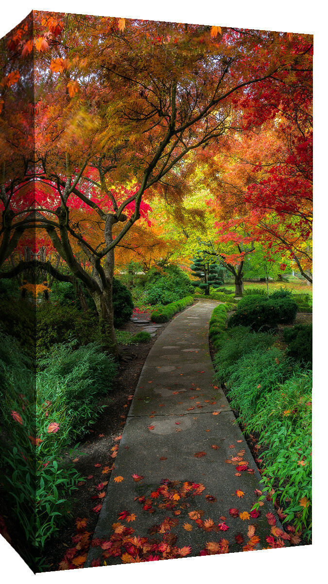 Autumn Trees Walkway Cotton Canvas Wall Art Picture Print- ALL SIZES