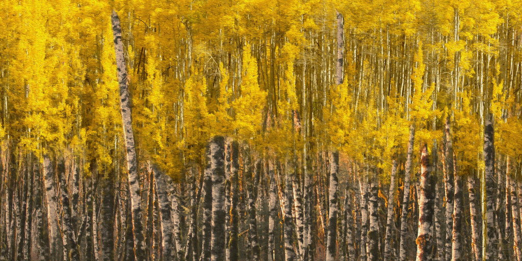 Yellow Aspen Trees Forest Nature Oil Painting CANVAS WALL ART Picture Print