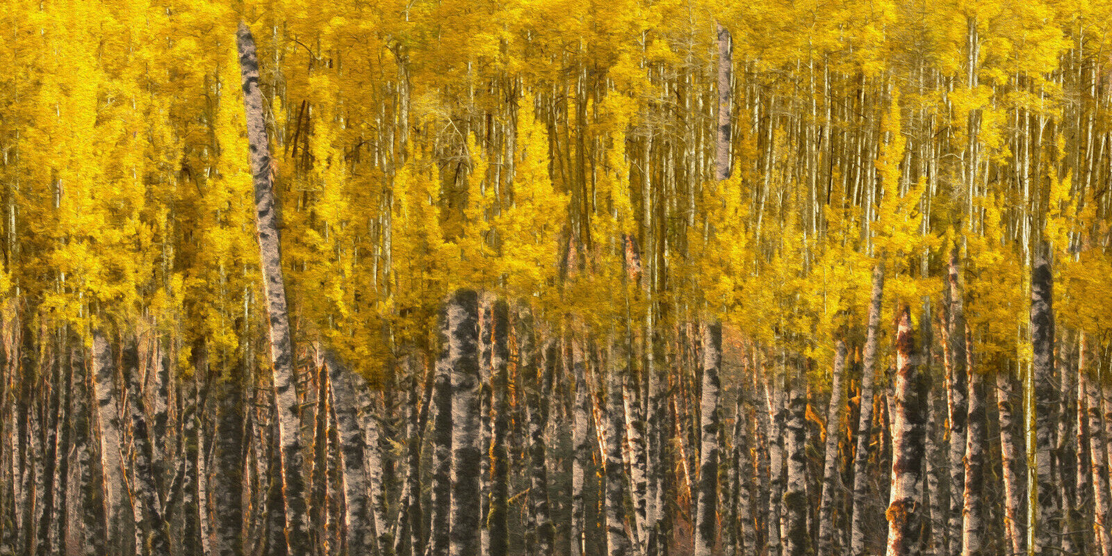 Yellow Aspen Trees Forest Nature Oil Painting CANVAS WALL ART Picture Print