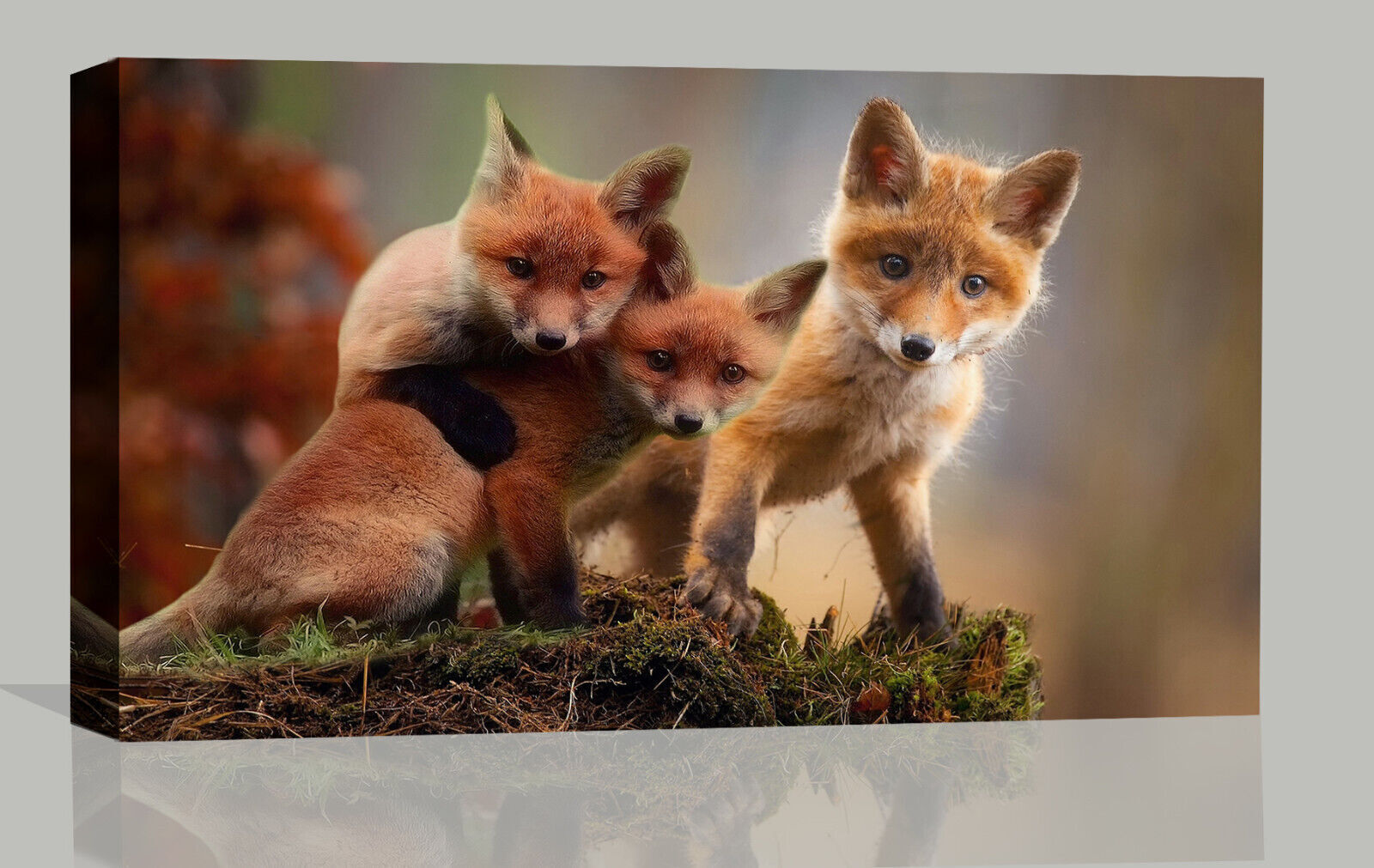 Cute Fox Cubs in Wildlife Autumn Canvas wall art print picture