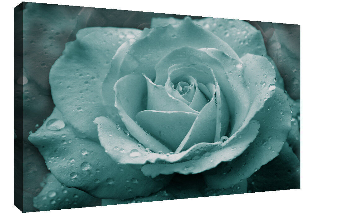 Duck Egg Blue Rose with Raindrops Canvas Wall Art Print A1 A2 A0 A4 - No02