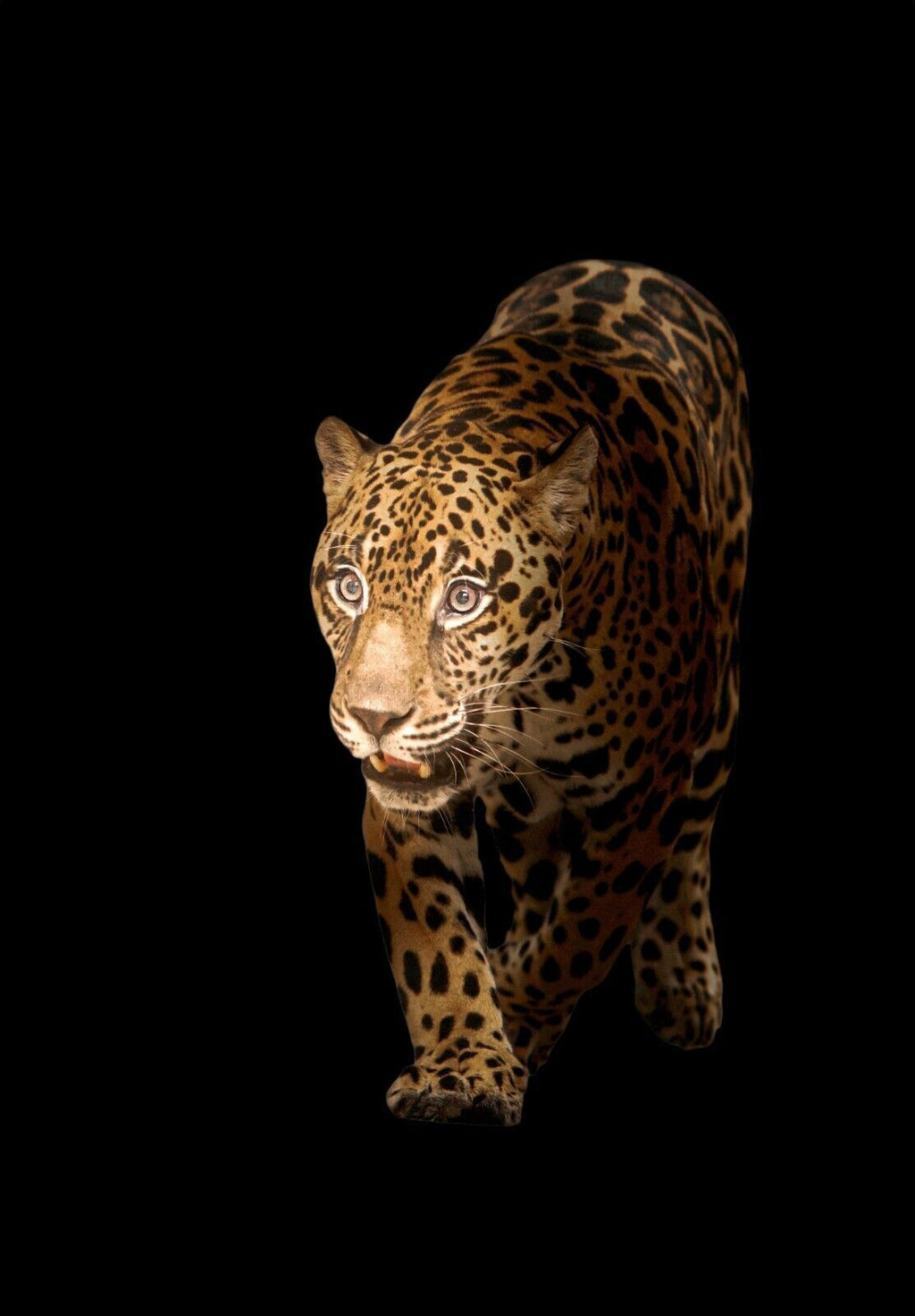 Jaguar in dark black background Canvas Wall Art Picture Print