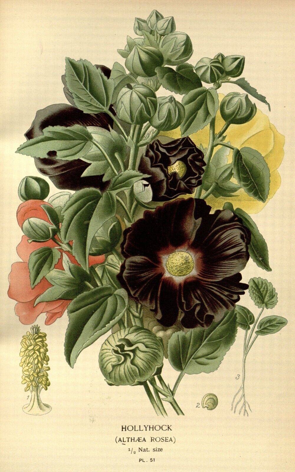 Vintage Hollyhock Floral Flowers Illustration CANVAS WALL ART Picture Print
