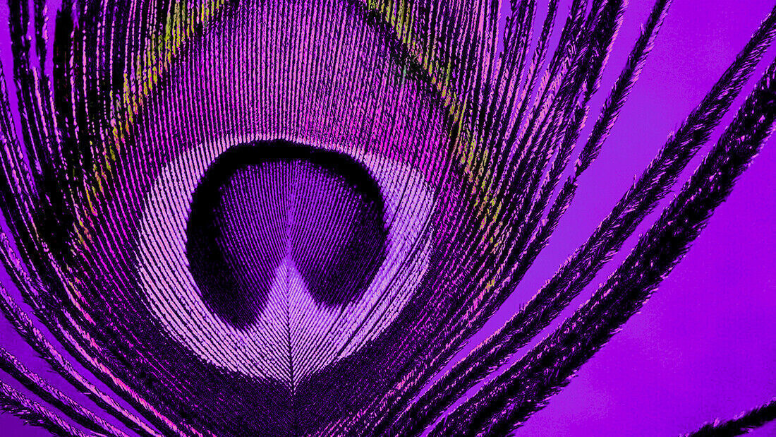 Abstract Peacock PURPLE CANVAS WALL ART Picture Print - All sizes
