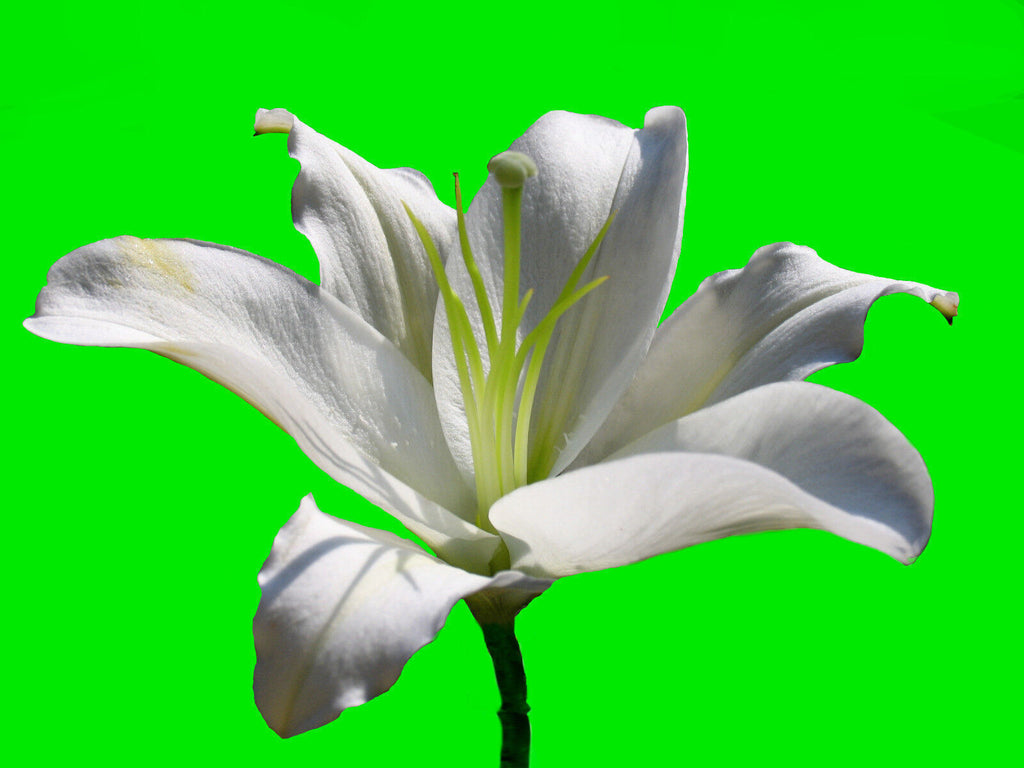 White Lily Flower - Lime back- Cotton Canvas Wall Art Picture Print - ALL SIZES