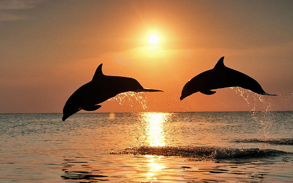 LARGE DOLPHINS AT SEA SUNSET CANVAS PICTURE WALL ART PRINT  34" X 20"