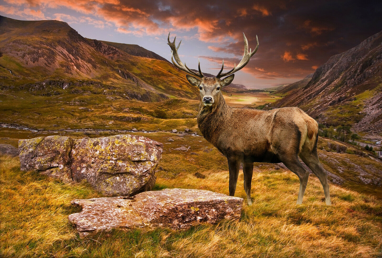 Red deer stag in moody mountain sunset landscape Canvas Wall Art Picture Print