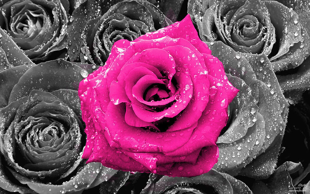 Floral Pink Rose on Bed of Roses Abstract CANVAS WALL ART Picture Print