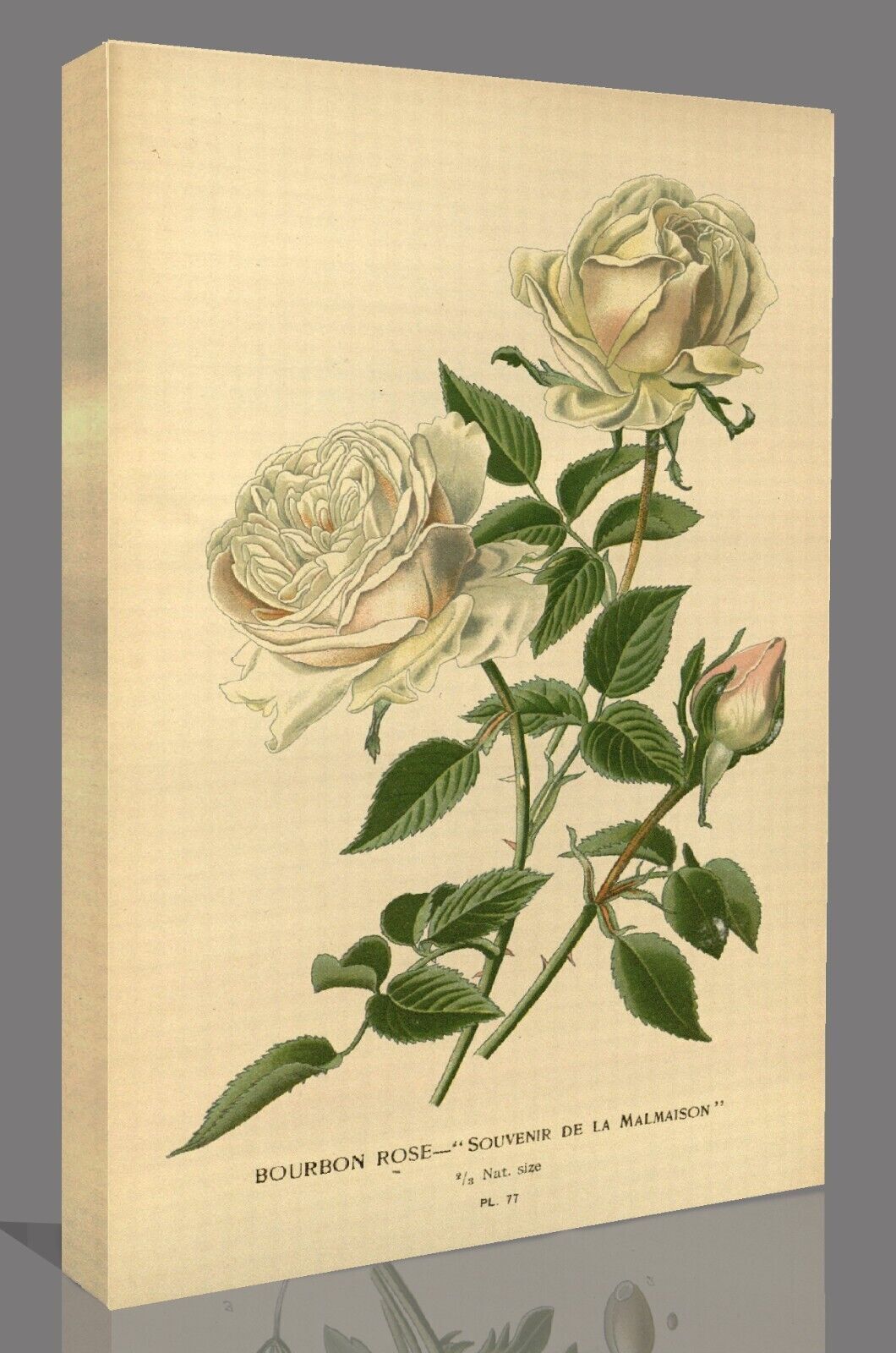Vintage Bourbon Rose Floral Flowers Illustration CANVAS WALL ART Picture Print