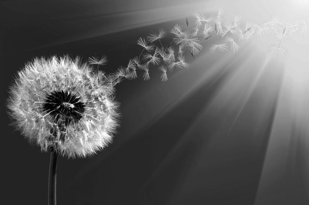 Grey Dandelion Blowing into Sunlight Canvas Wall Art Picture Print