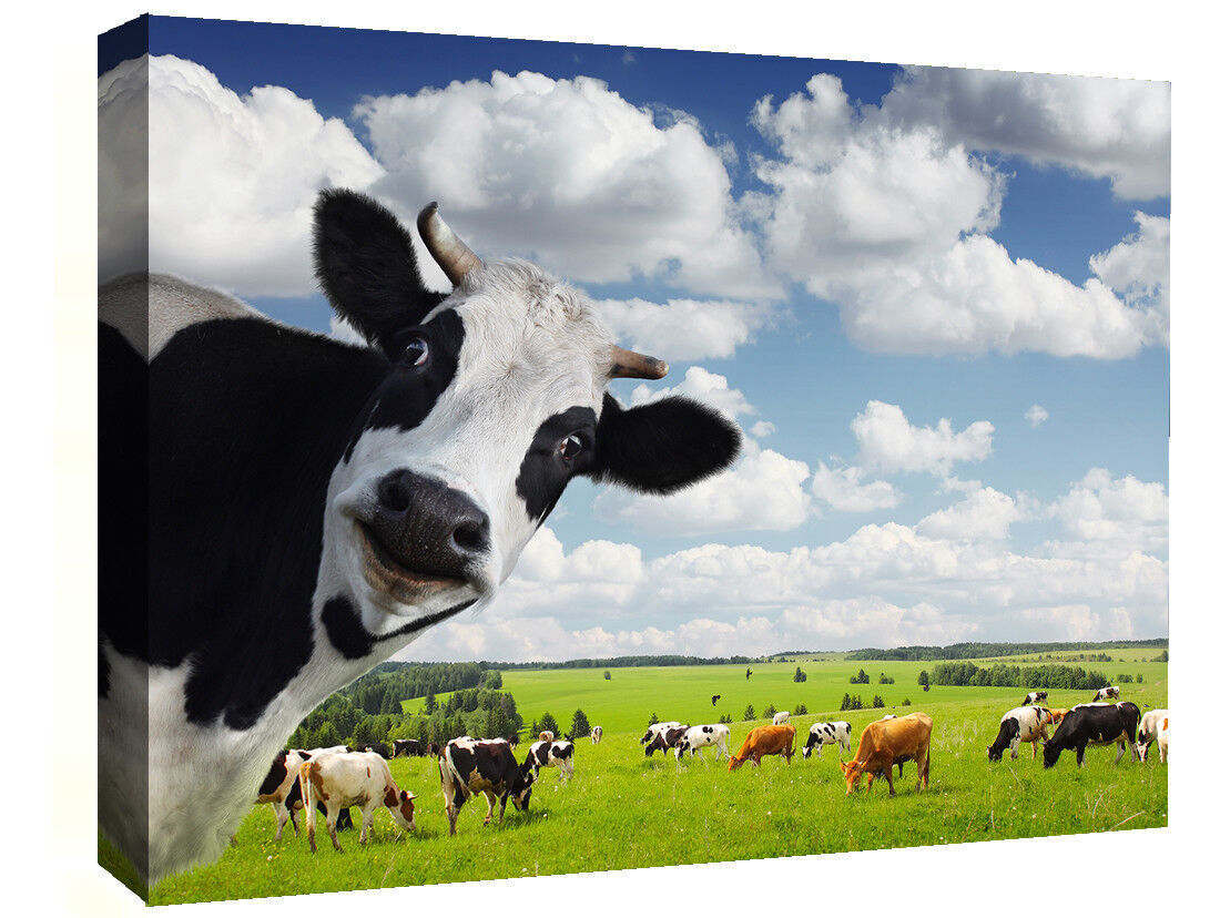 Funny Rural Cow Box Canvas wall art print picture - All sizes available