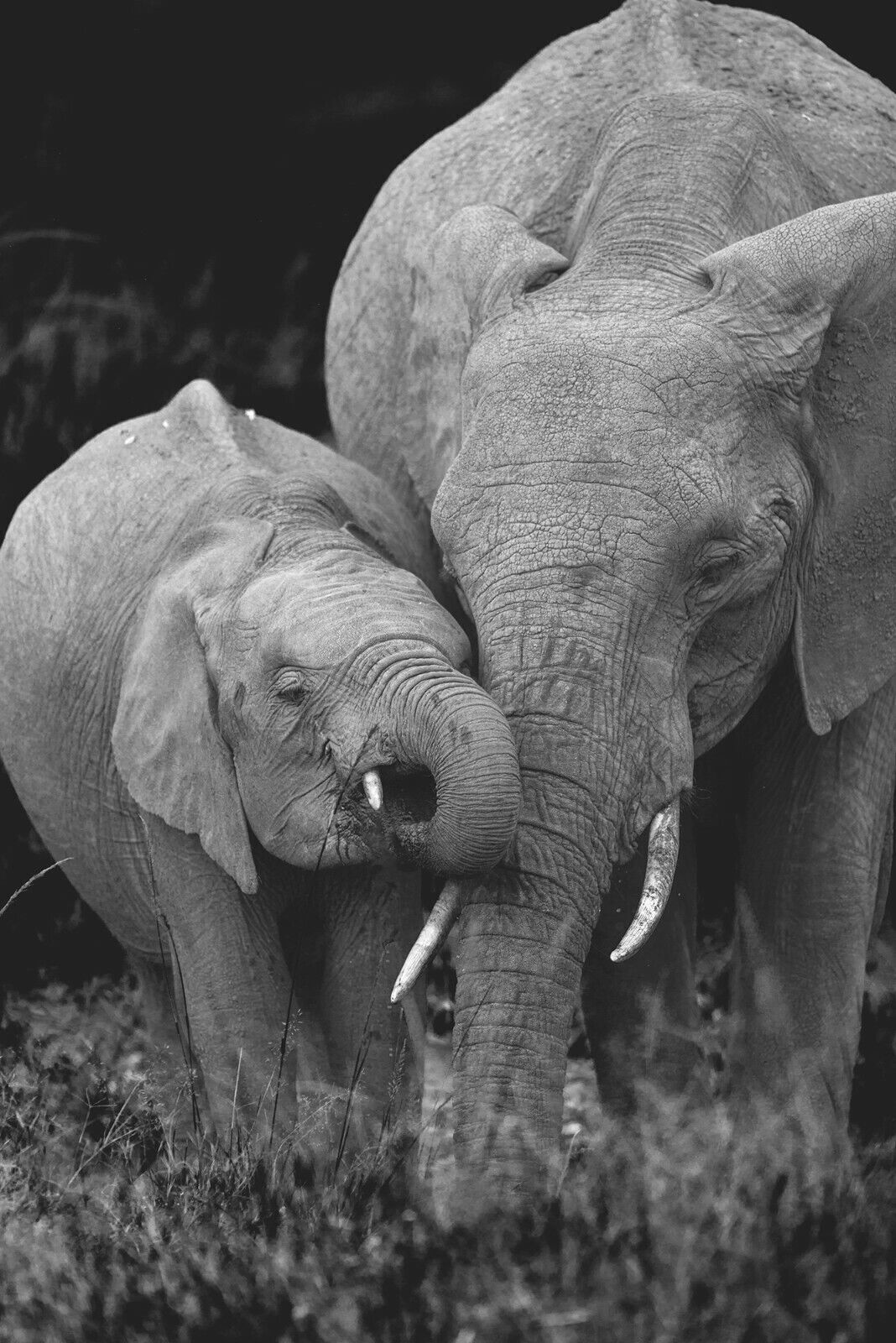 Elephants - Mum And Baby, Black And White Canvas Wall Art Picture Print