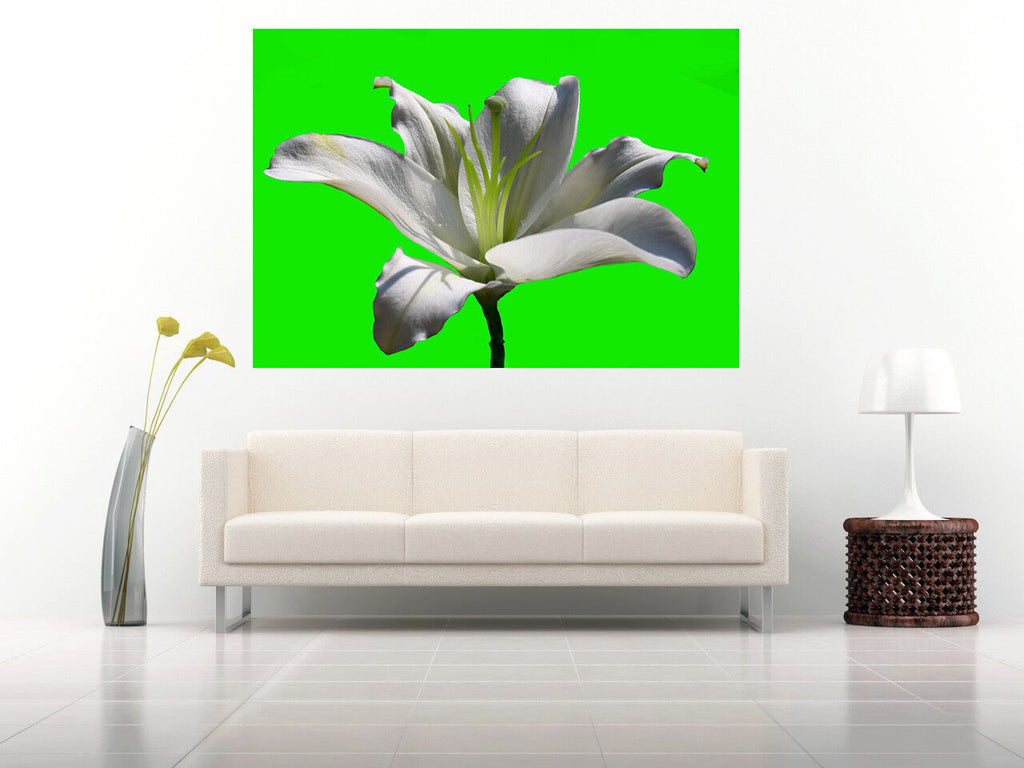 White Lily Flower - Lime back- Cotton Canvas Wall Art Picture Print - ALL SIZES