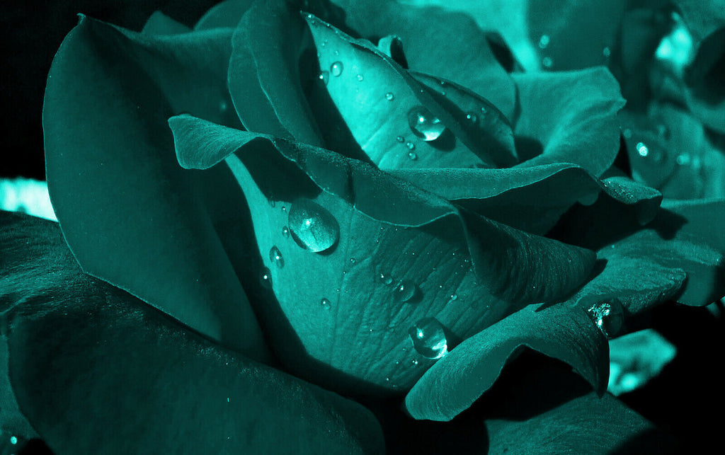 Close up Dark Teal Flower with raindrops Canvas Wall Art Picture Print